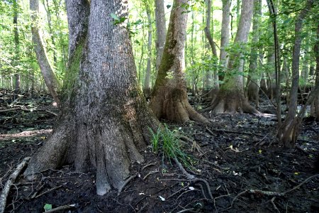 scene buttressing seasonal high water line Lower Roanoke River Wetlands Gameland ncwetlands KG