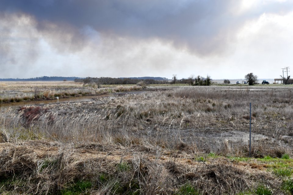 scene Mackay Island NWR ncwetlands AM (2)