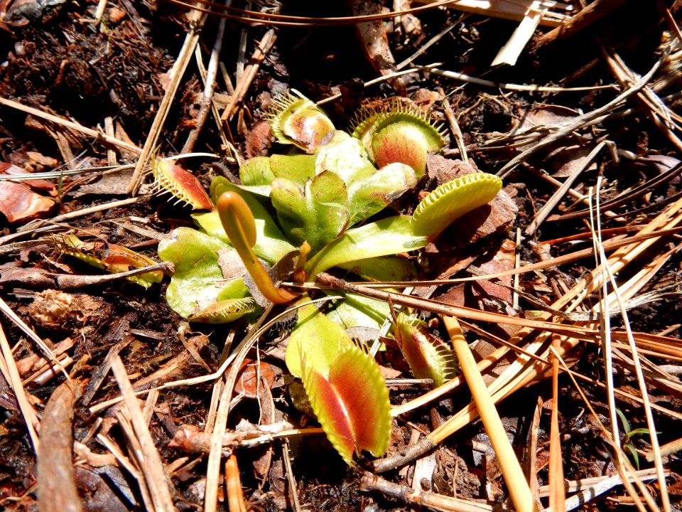 plant venus fly trap Carolina beach state park ncwetlands KG (6)