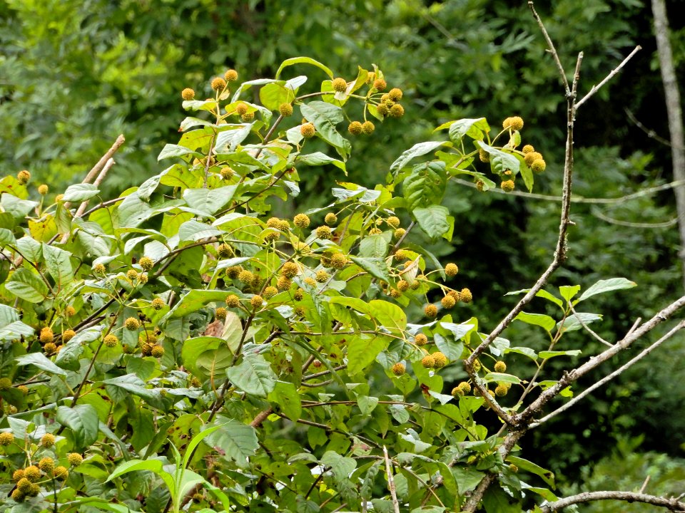 plants buttonbush huge McAlpine and 4Mile Creek Greenway ncwetlands KG (45)