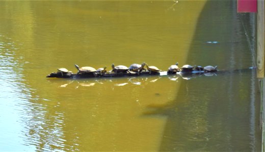 reptile turtle Lake Lynn ncwetlands AM (3) photo