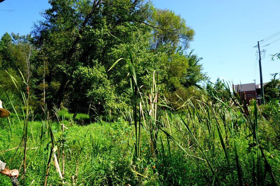 scene Gill St Park area ncwetlands AM (16)