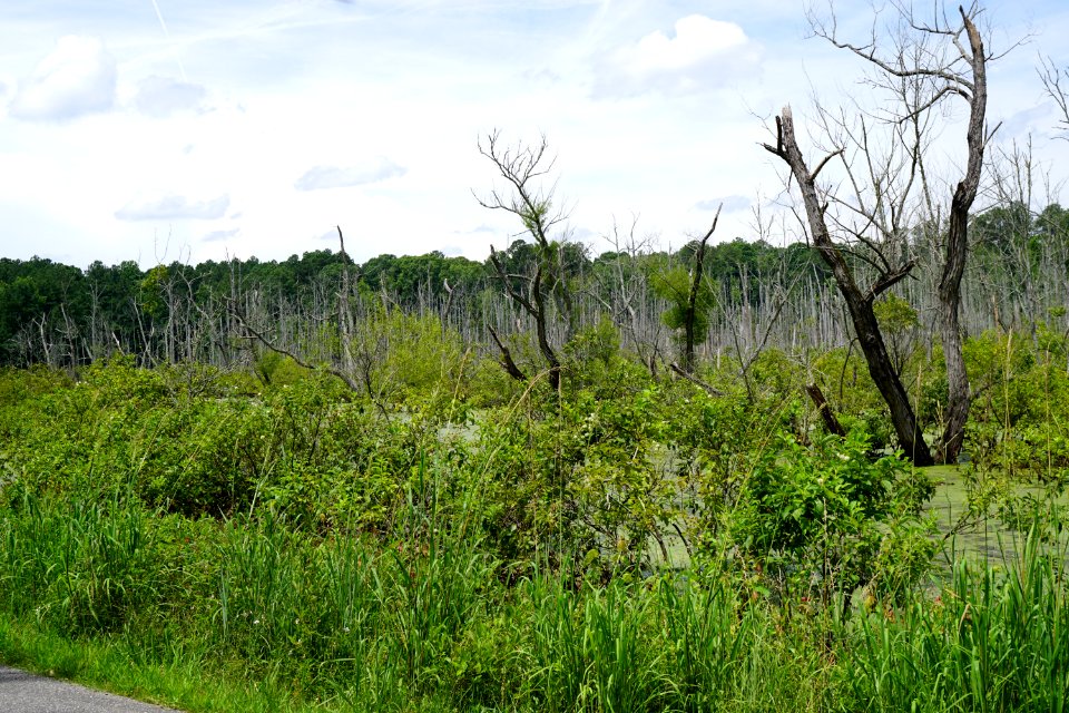 scene sullivan's pond marsh pee dee nwr KG (1)