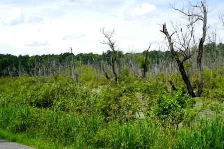 scene sullivan's pond marsh pee dee nwr KG (1)