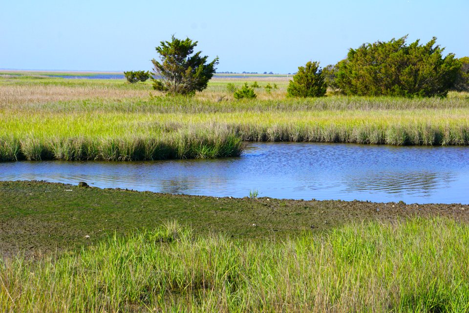 scene fort fisher state recreation area ncwetlands KG (8)