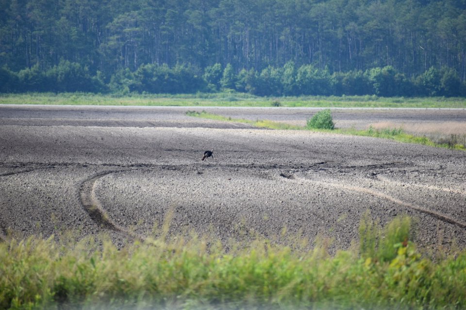 bird turkey Alligator River NWR ncwetlands am (86)