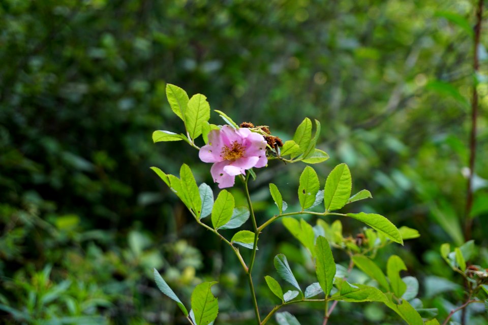 plant swamp rose Tallulah Bog ncwetlands KG