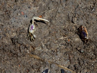 invertebrate fiddler crabs Lee's nature park ncwetlands KG