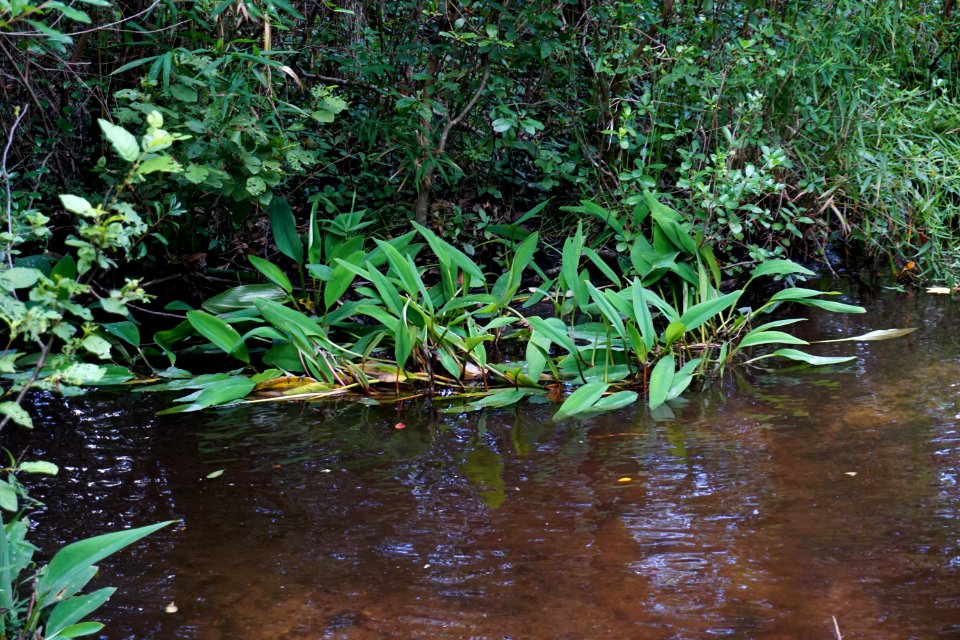 scene stream wetland Walthour-Moss preserve ncwetlands KG (10)