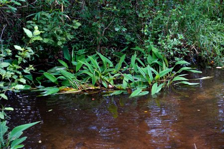scene stream wetland Walthour-Moss preserve ncwetlands KG (10)