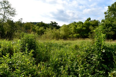 scene Little Tennessee River Greenway Airport Trail ncwetlands AM (8) photo