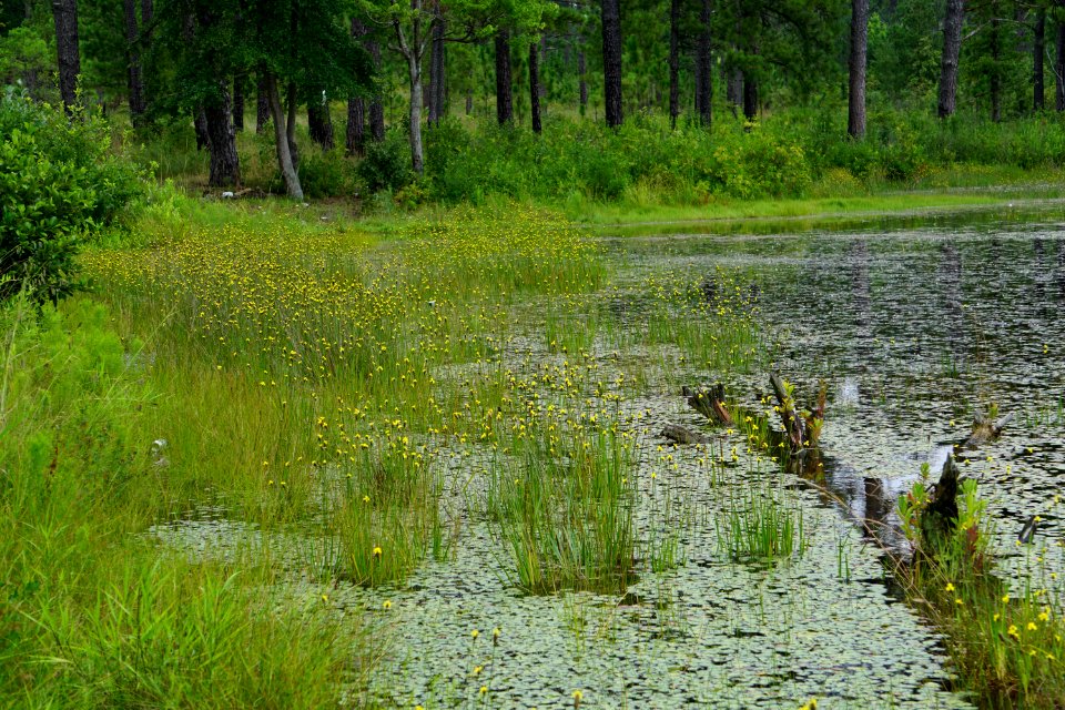 scene Lake Cameron Sandhills Game Lands ncwetlands KG (6)