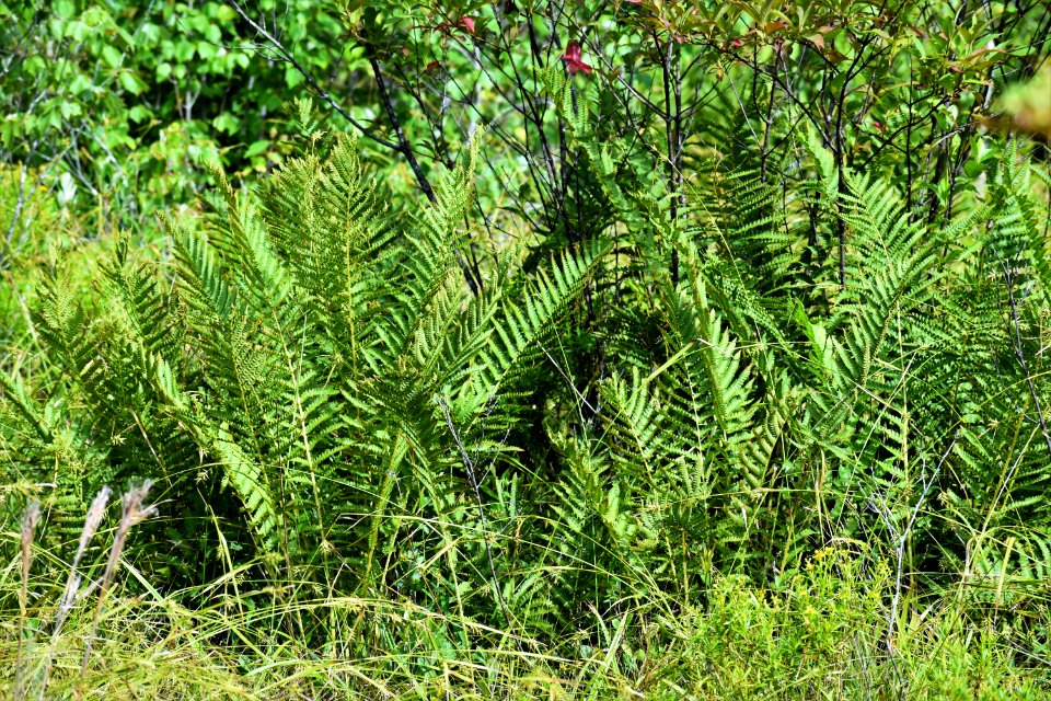 plant cinnamon fern Panthertown Valley Bog ncwetlands am (39)