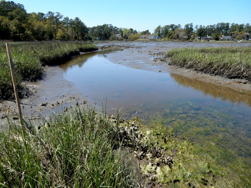 scene oyster bed salt marsh pages creek preserve ncwetlands KG (4)