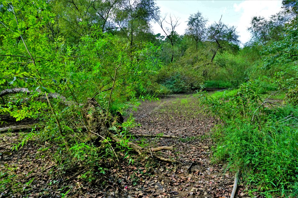 scene Lake Lynn ncwetlands KG (1)