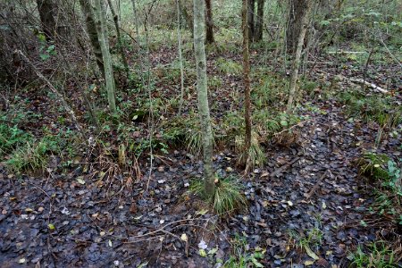 scene Sanford Creek Greenway ncwetlands KG (6)