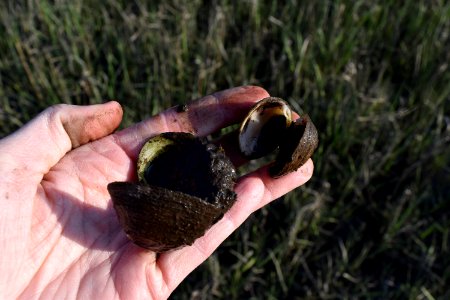 invertebrate clams River Road Park ncwetlands AM (18)