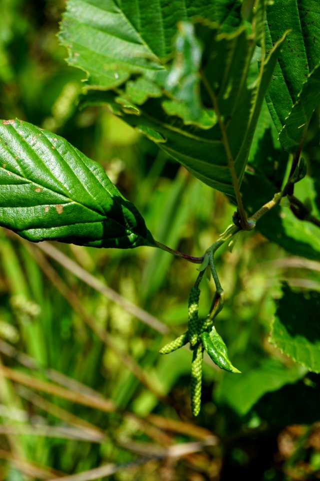 plant alder Little River Park ncwetlands KG (1)
