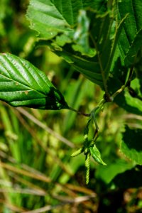 plant alder Little River Park ncwetlands KG (1)