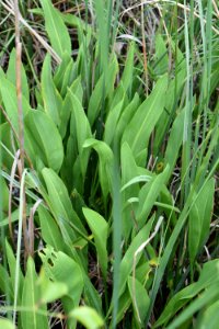 plant Sagittaria sp. Alligator River NWR ncwetlands am