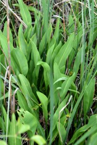 plant Sagittaria sp. Alligator River NWR ncwetlands am photo