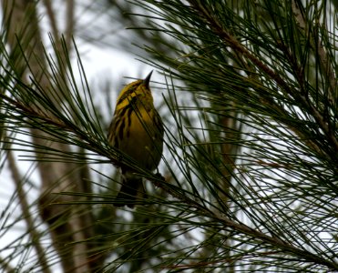 Townsend's warbler