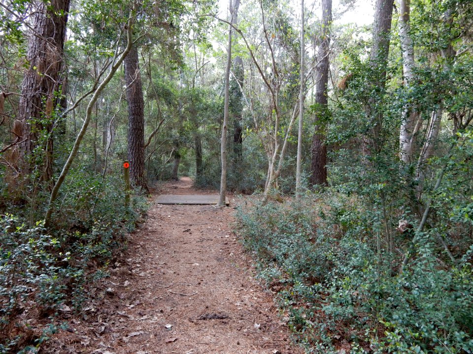 scene Carolina beach state park ncwetlands KG (42)