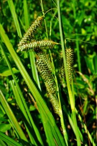 carex glaucescens cameron's lake sandhills gml KG (2)