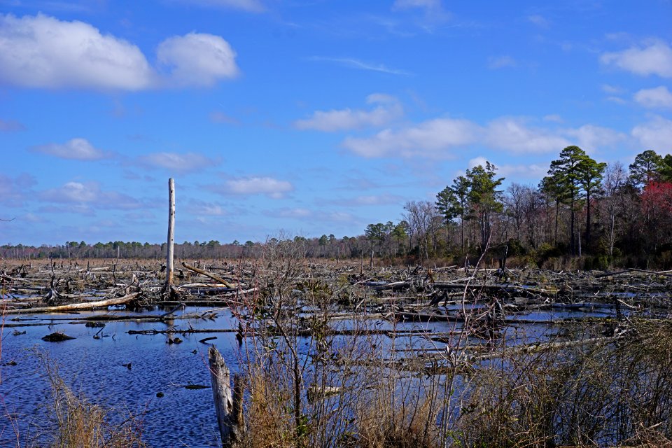 scene burned area Dismal Swamp SP ncwetlands KG (7)