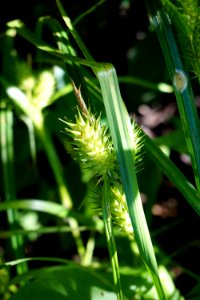 plant Carex Lower Roanoke River Wetlands Gameland ncwetlands KG (1)