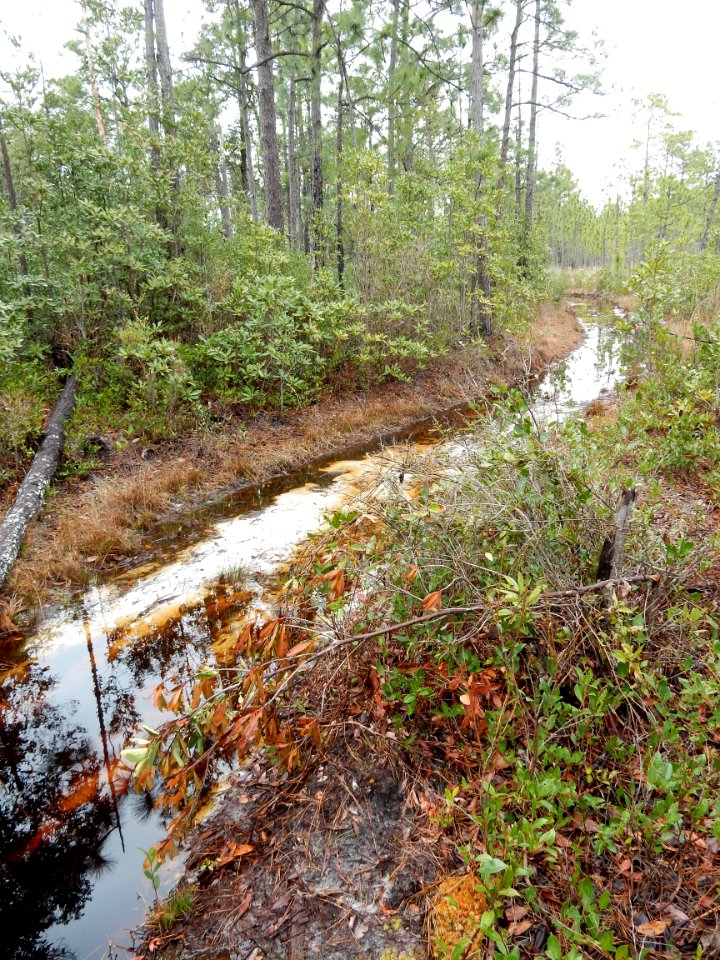 scene boiling spring lakes preserve ncwetlands KG (5)