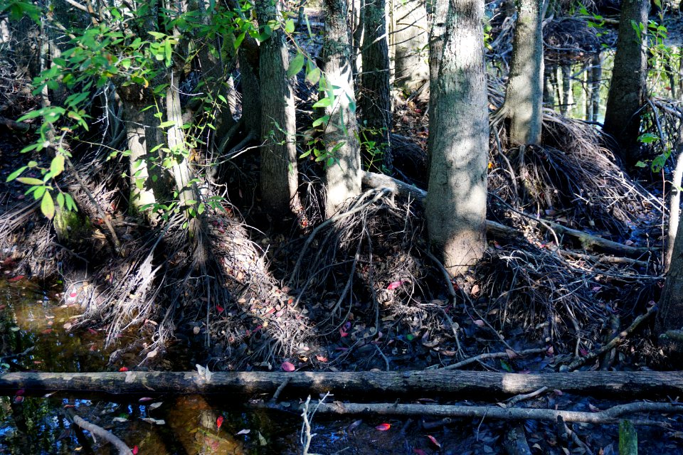 scene roots high+dry Stones Creek Game Land ncwetlands KG (5)