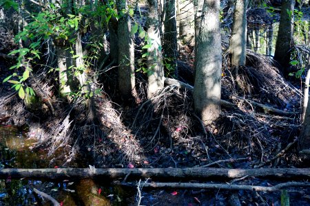scene roots high+dry Stones Creek Game Land ncwetlands KG (5)