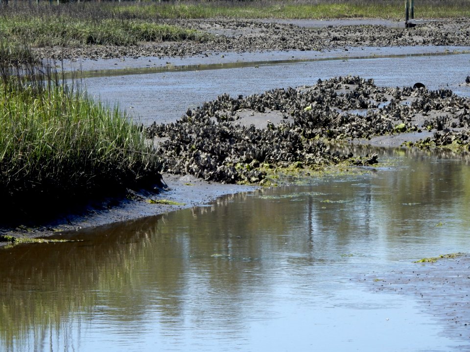 scene oyster bed salt marsh pages creek preserve ncwetlands KG (5)