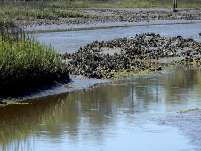 scene oyster bed salt marsh pages creek preserve ncwetlands KG (5)