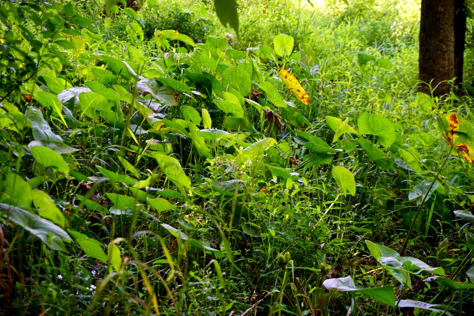 plants in wetland Nat Greene Trail ncwetlands KG (2)