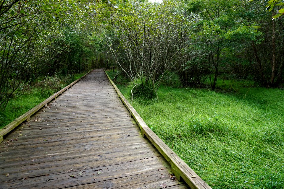 scene Sanford Creek Greenway ncwetlands KG (2)