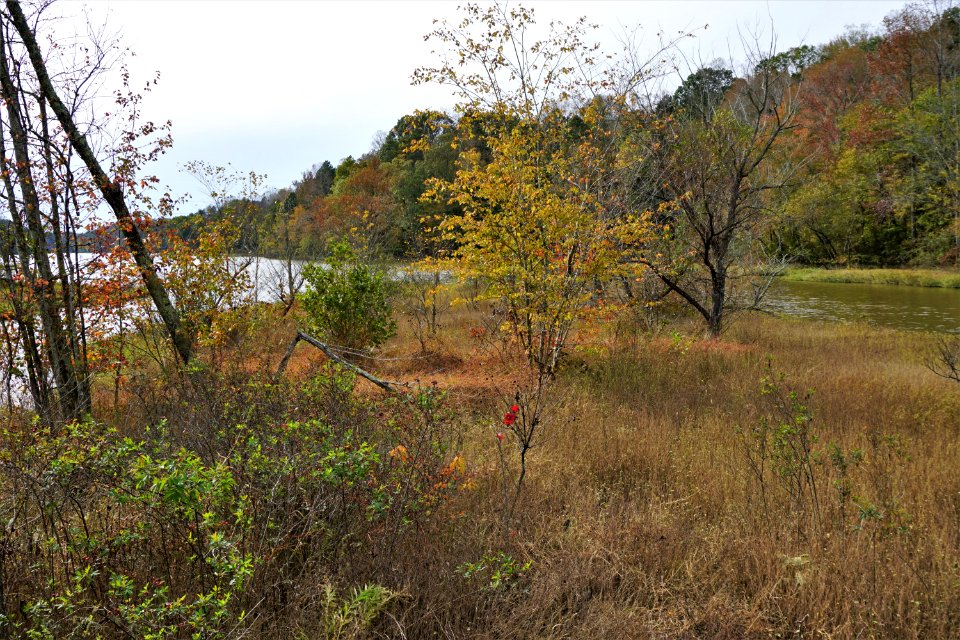 scene Salem Lake ncwetlands KG (4)