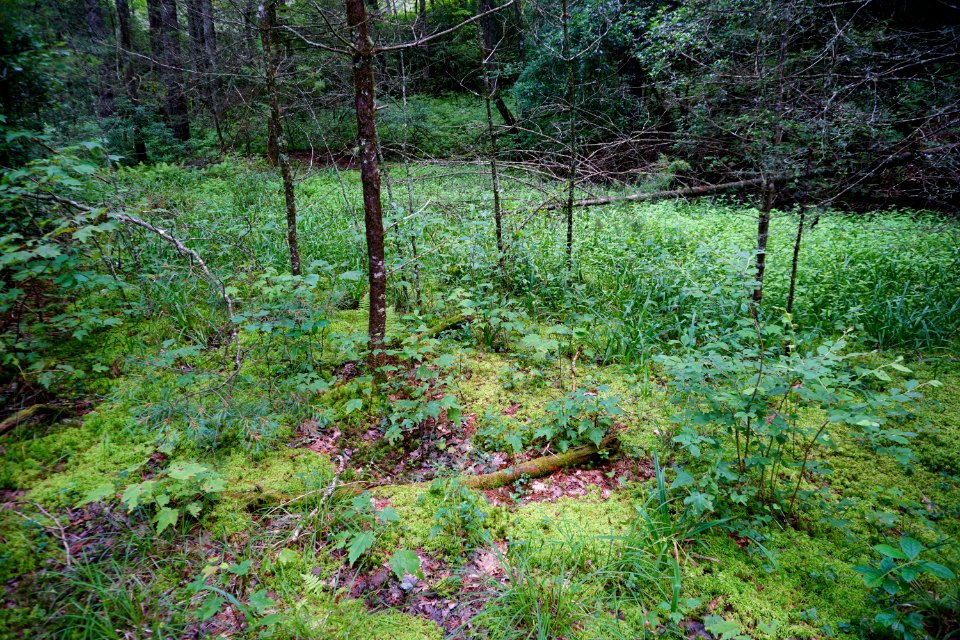 scene wetland Pink Beds Pisgah NF ncwetlands KG (6)