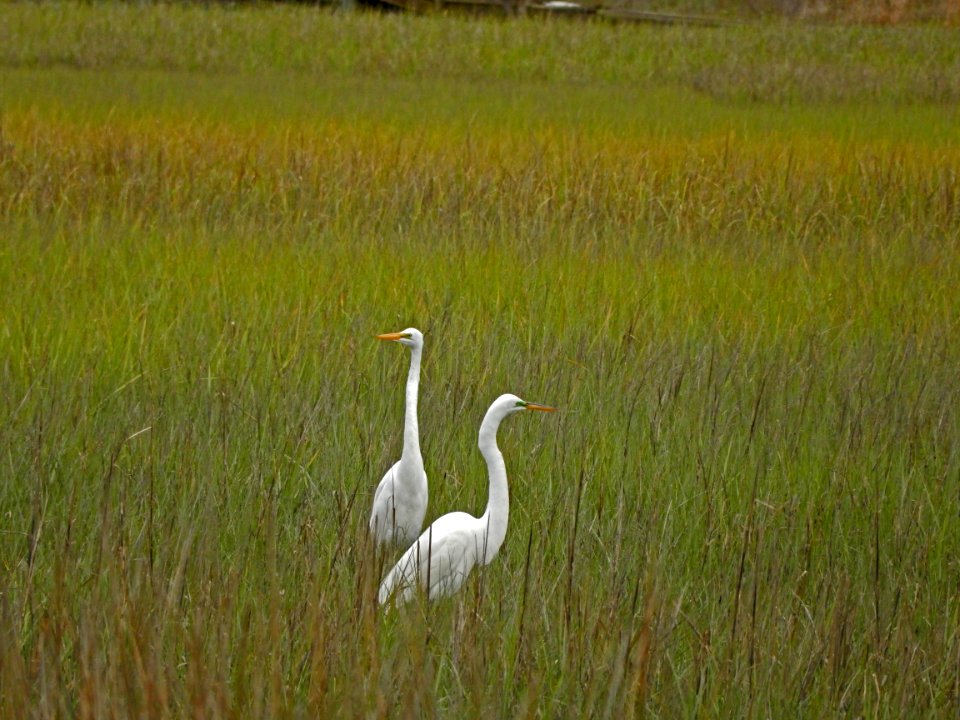 bird great egrets oak island 31st st scenic walkway ncwetlands KG (5)