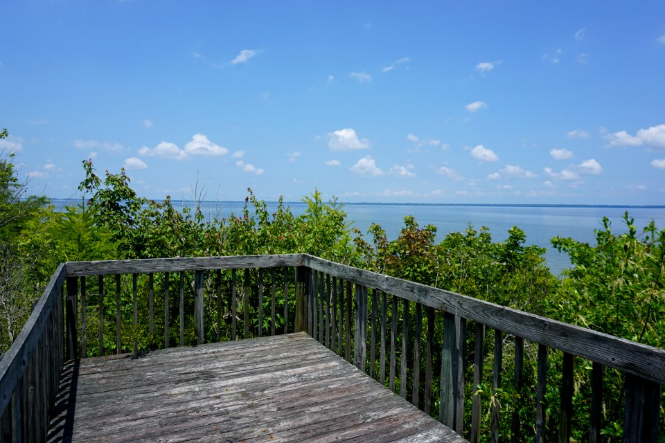 scene Pocosin Overlook Pettigrew State Park ncwetlands KG (8)