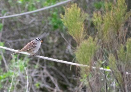 A white-crowned sparrow perched on a wire.