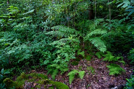 scene forested end of Standing Indian campground bog ncwetlands KG (1)