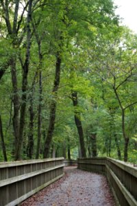 scene Abbotts Creek Trail ncwetlands KG (13)