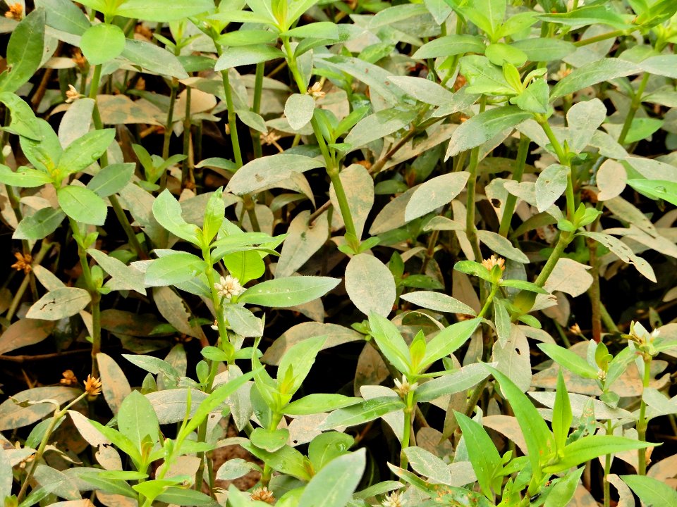 plants alligatorweed Alternanthera philoxeroides McAlpine and 4Mile Creek Greenway ncwetlands KG