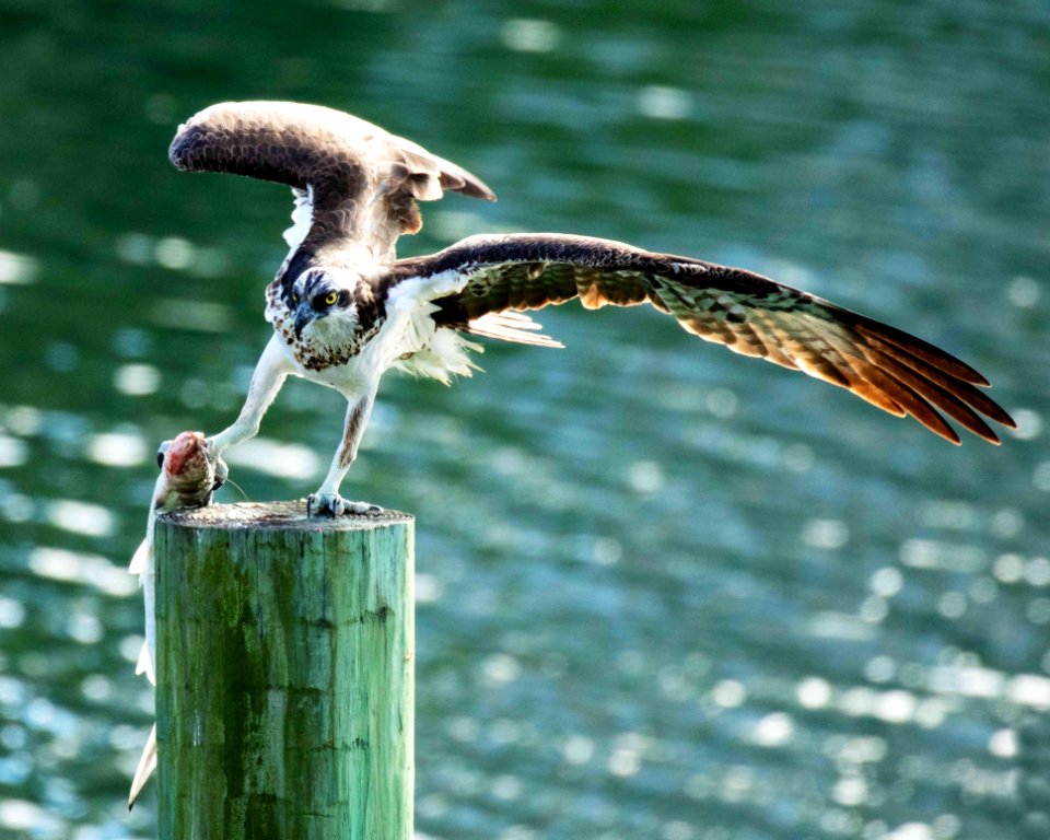 Osprey & Ladyfish