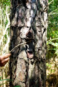 pond pine bark Cedar Point trail Croatan KG (81)