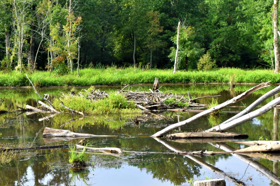 mammal beaver lodge White Oak Creek Greenway ncwetlands AM (10)