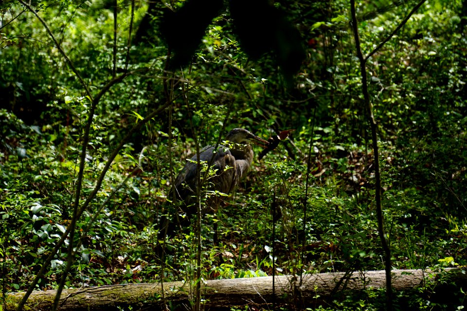 bird heron w siren abbey nature preserve ncwetlands KG (4)