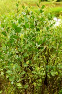 plant Baccharis sp jack smith creek wetlands ncwetlands AM